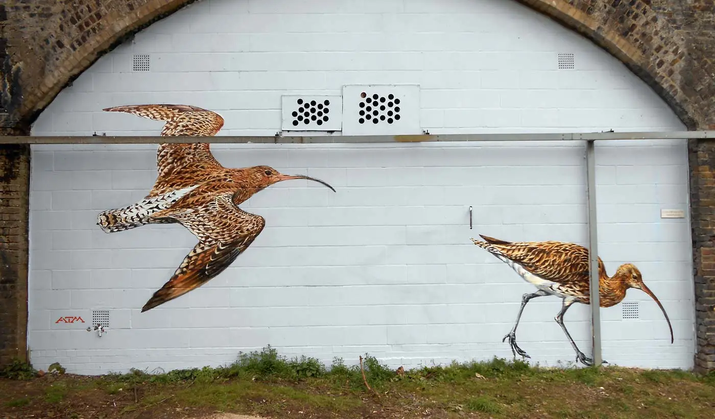 Curlews by ATMstreetart